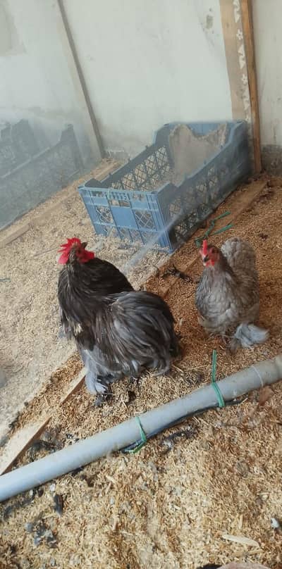 Australorp chicks aseel chicks and blue bentum fertile eggs