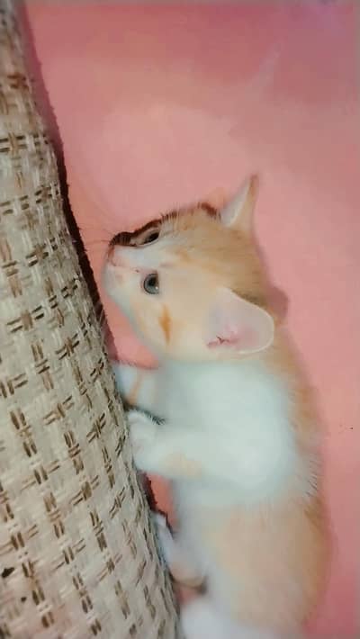 sell Persian kittens