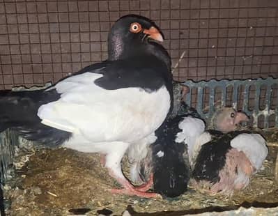 Danish Megpai, Danish Black, Saddle Frill Back Chicks for hand tamed