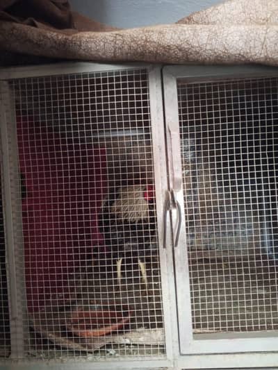 Aseel Cage / 03197872883