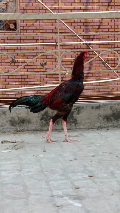 Long Height Pure Aseel Murgha – 9/10 Month – Strong & Active