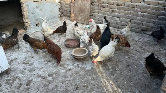 Desi Golden Misri  Egg laying Hens for sale.