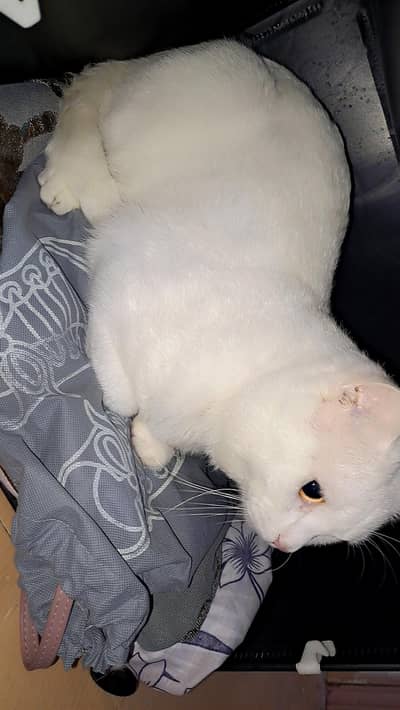 Adorable male cat  available