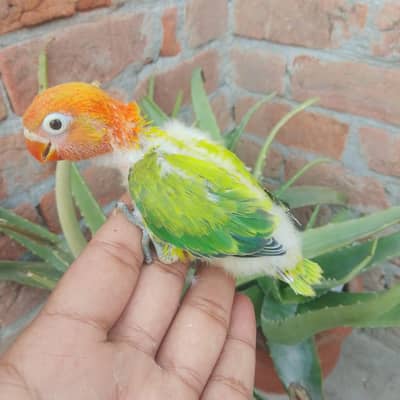 Top Quality Oplines Parblue Oplaline Green Euwing Opline quality birds