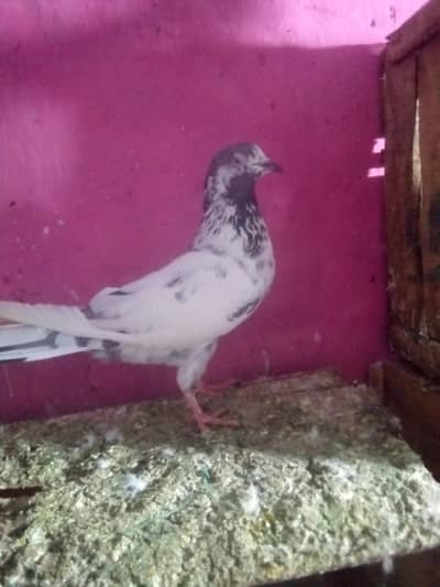 mian nazeer wali golden