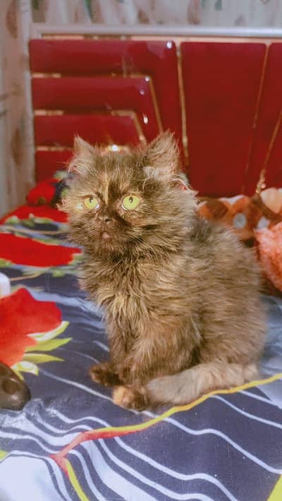 Pure Persian kittens