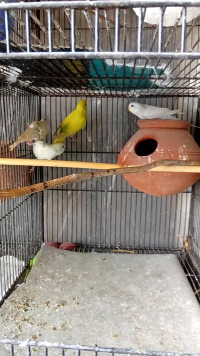 10 australlian paroot pairs