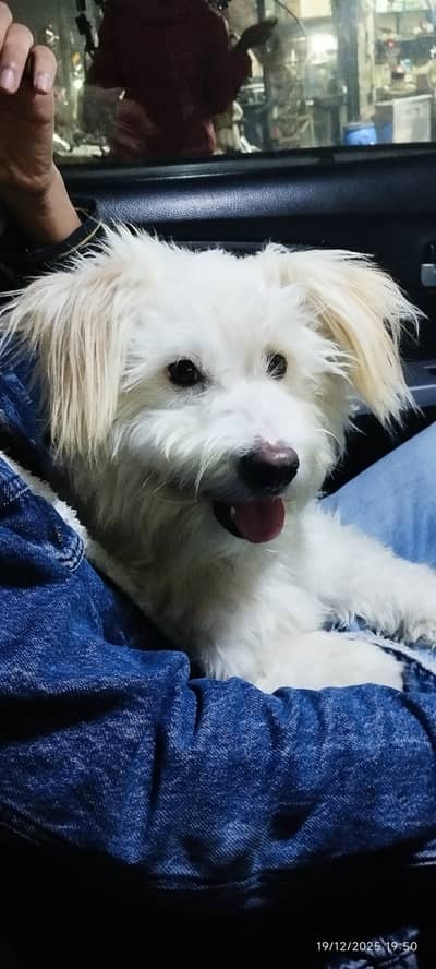 1 saal age ha dog ha ye