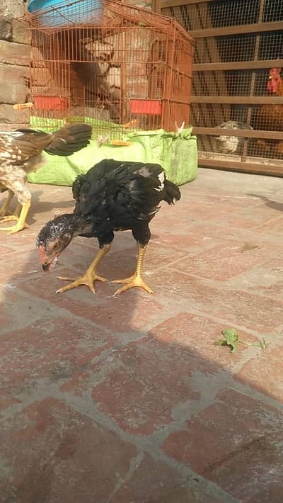 Pure Nasal Thai Aseel Chicks For Sale