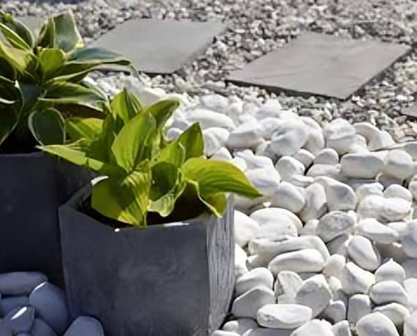 Premium White Garden & Aquarium Pebbles (3KG-5KG) | Large Natural Decorative Stones for Landscaping, Plant Pots, and Fish Tanks