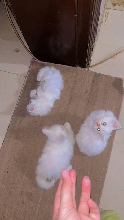 Persian kittens triple coded Male & Female also available