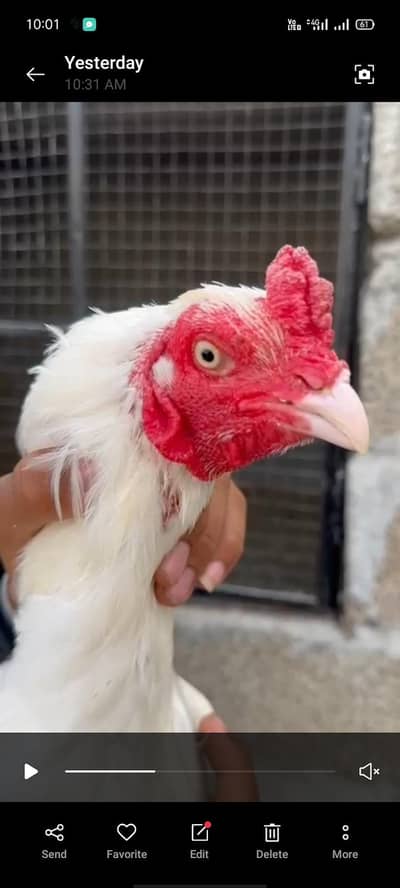 aoa aseel paper white pair for sale Madi eggs da Rahi han