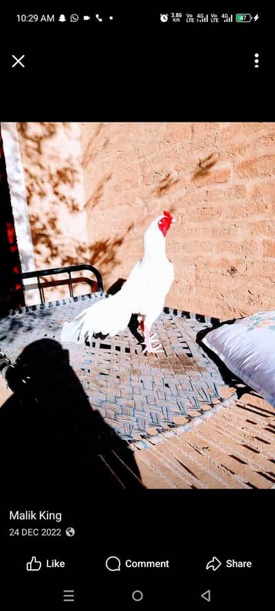 white heera for sell