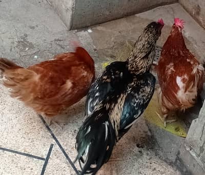 Urgent Sale Egg Laying Hens  3000