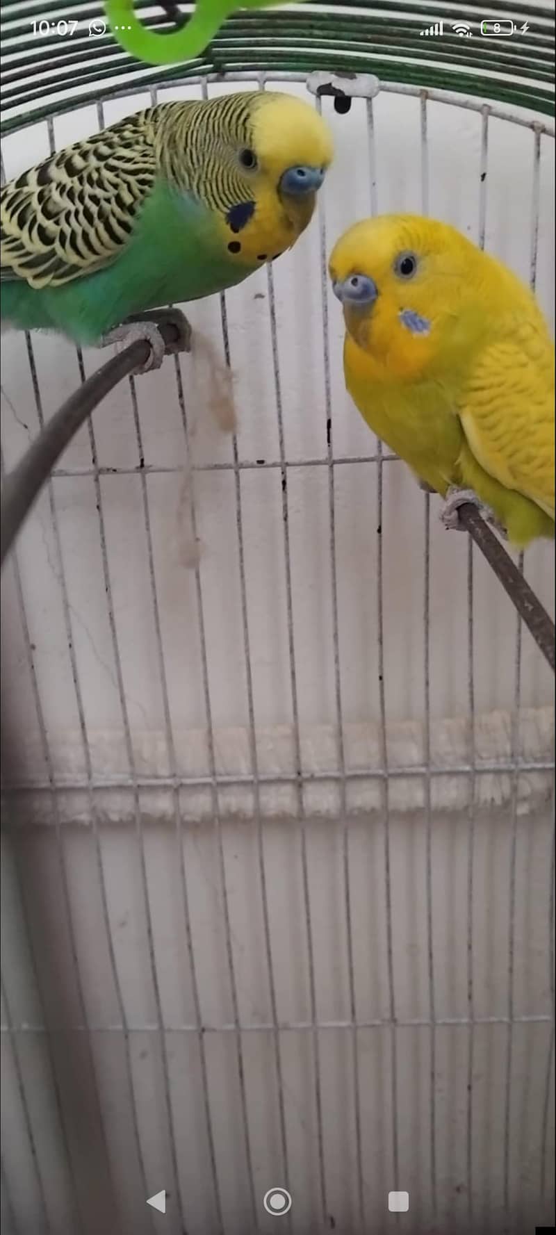 Parrot 1