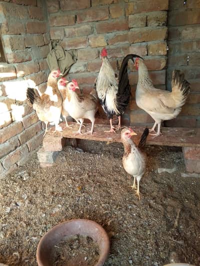 butter cup World Bread