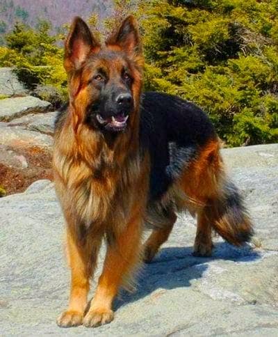 Gsd Breeder female