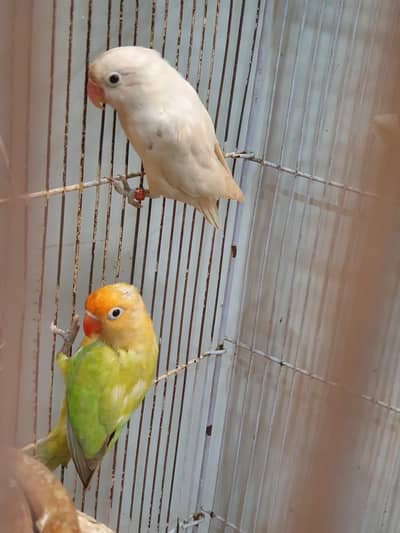 love birds  breader pair cremeno, blue fisher,green fisher ,albino red