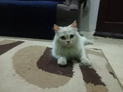 Female cat for sale