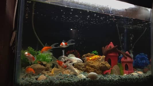 Fish tank with four fishes