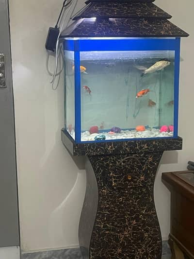 Fish Aquarium with gold and koi fishes