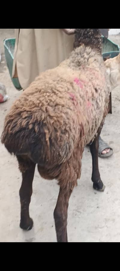 fresh turki dumba chuti chaki wala