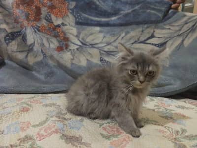 cat gray colour male cat