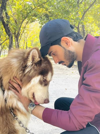 Male Husky looking for new home