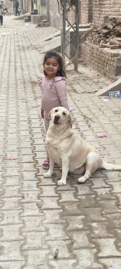 Labrador dog female 12 month age
