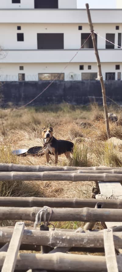 American pitbull female
