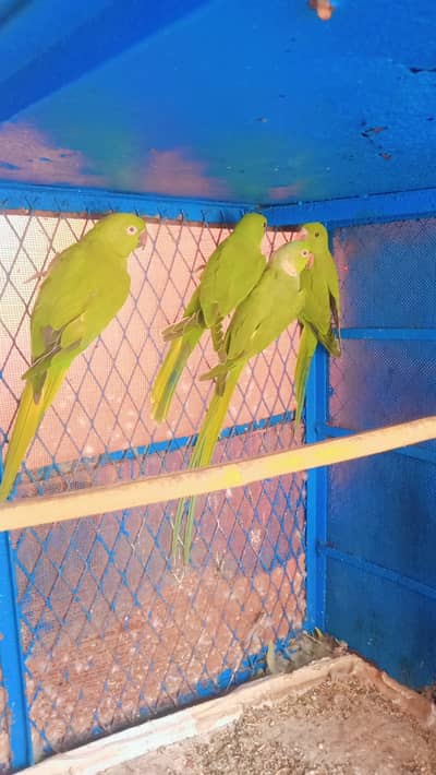 گرین نیک مادی