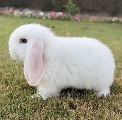 Holland lop blue eyes bunnies