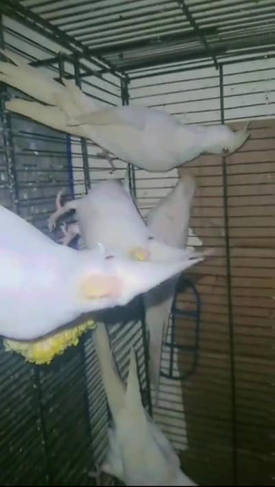 Cocktial Red  phatay