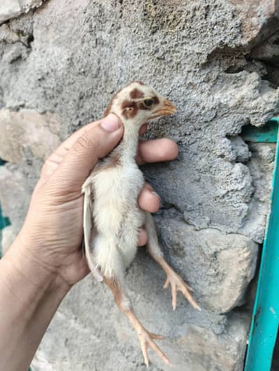 Mianwali Aseel Chicks for sale