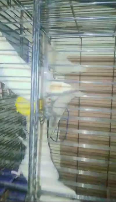 Cockteil red eyes phatay