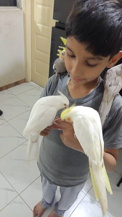 Hand tamed cockatiel