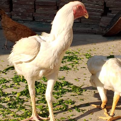 aseel Heera white pair shamo