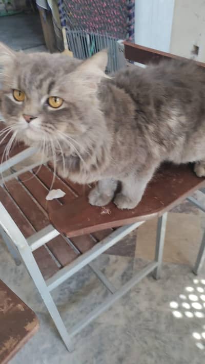 Doll-face Persian (male + female)