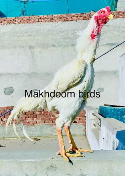 Shamo pure jerman white O shamo