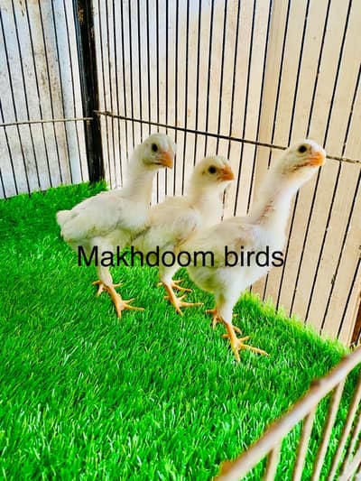 Shamo pure jerman white O shamo