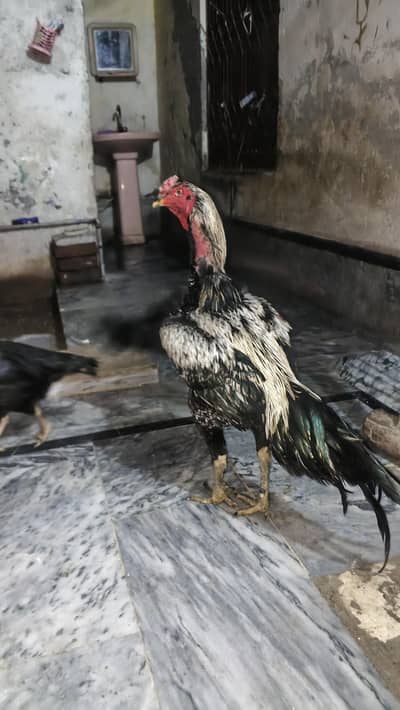 aseel Thai + waat cross