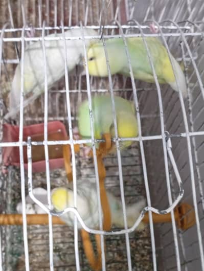 Australian bajri Parrot