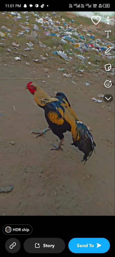 مرغا سیل کرنا ہے