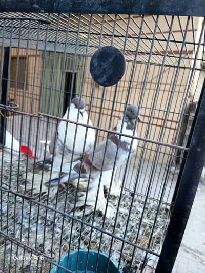 pouter breeder pair for sale