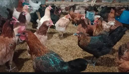 hens For sale eggs laying