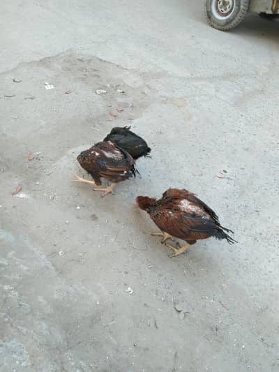 پرانی بلڈ لائن اصیل مادی اور پٹھے