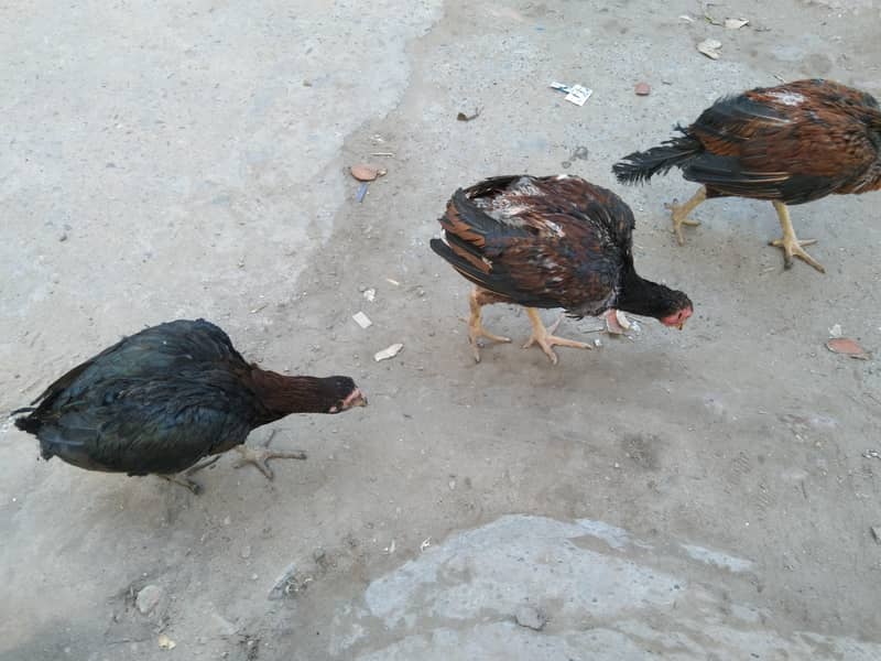 پرانی بلڈ لائن اصیل مادی اور پٹھے 1