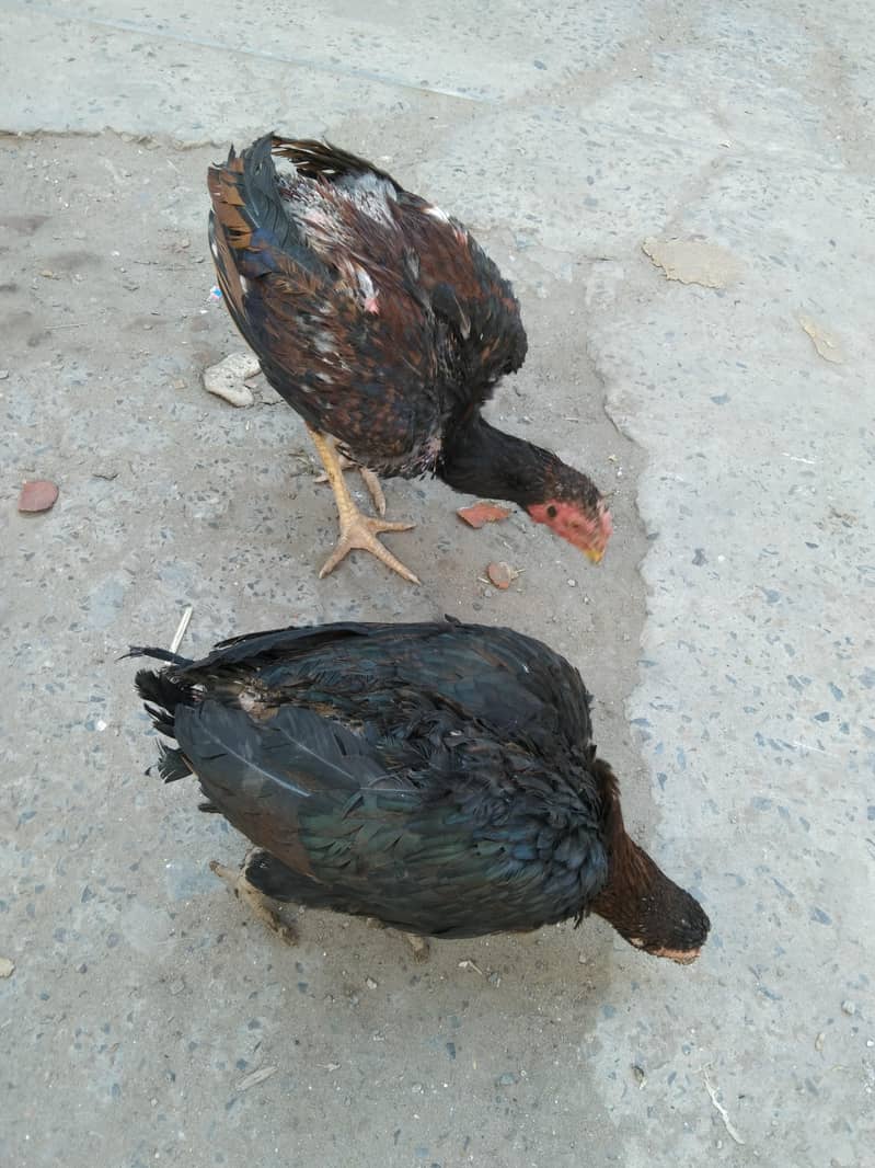 پرانی بلڈ لائن اصیل مادی اور پٹھے 2