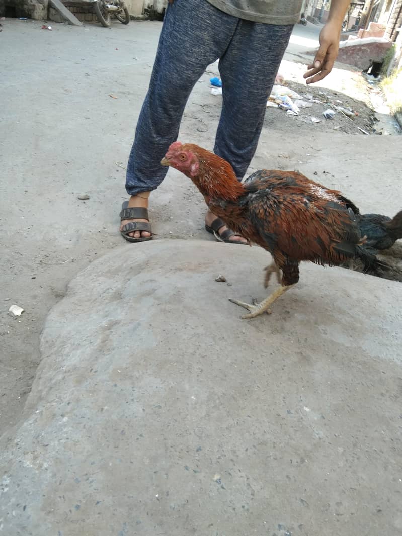 پرانی بلڈ لائن اصیل مادی اور پٹھے 3