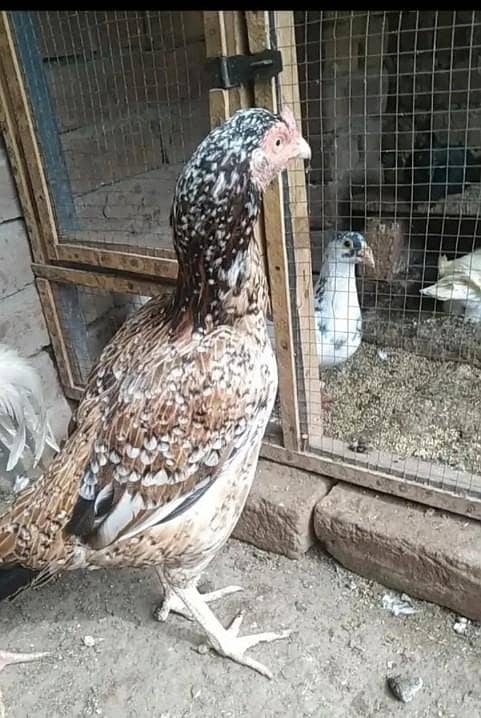 پرانی بلڈ لائن اصیل مادی اور پٹھے 4